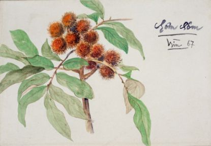 Ảnh của Tĩnh Vật Quả